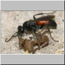 wegwespe-11mm-20-mit Spinne.jpg